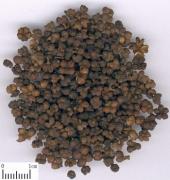 Evodia rutaecarpa